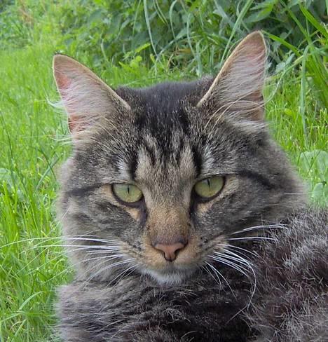 Blanding af racer Bello  - 1 år gammel -Mine mennesker syn`s stadig at jeg ser godt ud.. billede 2