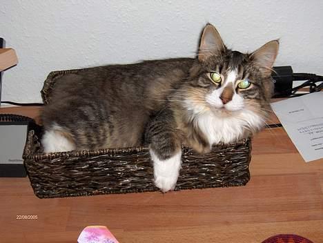 Norsk Skovkat Thyra Danebod - Uh en kurv! billede 8