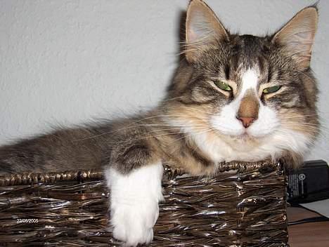 Norsk Skovkat Thyra Danebod - Afslapning billede 9