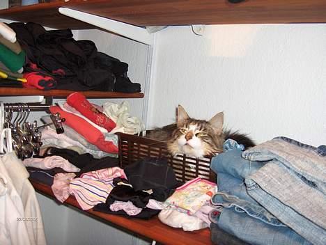 Norsk Skovkat Thyra Danebod - Kan du gætte hvor jeg er... billede 10