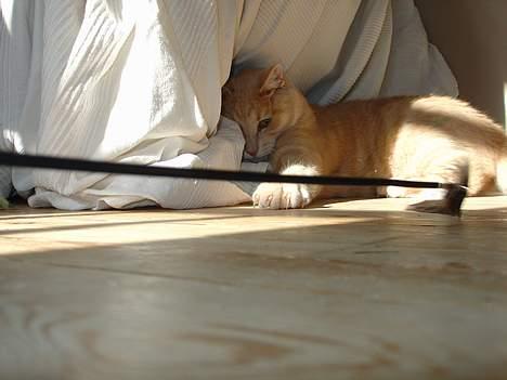 Blanding af racer Nugga Boris billede 13