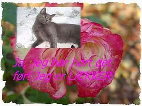 Blanding af racer Bella billede 17