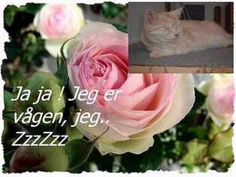 Blanding af racer Baloo billede 15