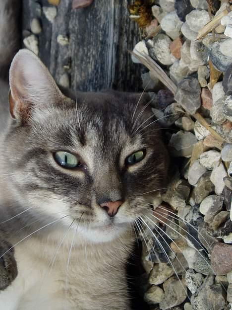 Blanding af racer Måne - wow billede 5