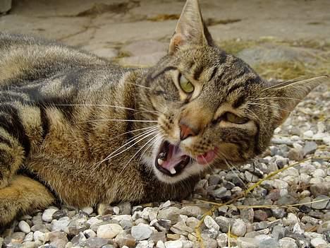 Blanding af racer stjerne billede 9