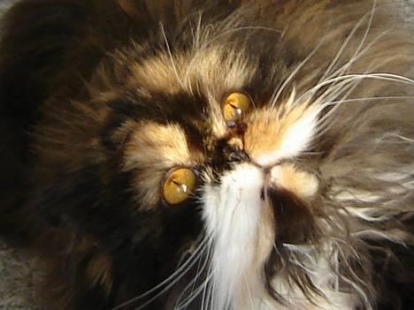 Perser Emma *Død* billede 5