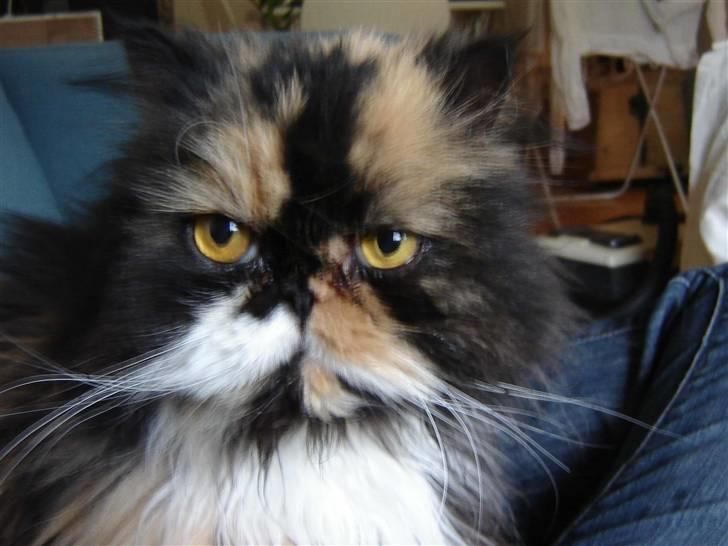 Perser Emma *Død* billede 6