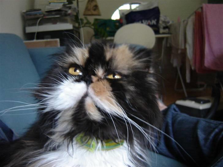 Perser Emma *Død* billede 7