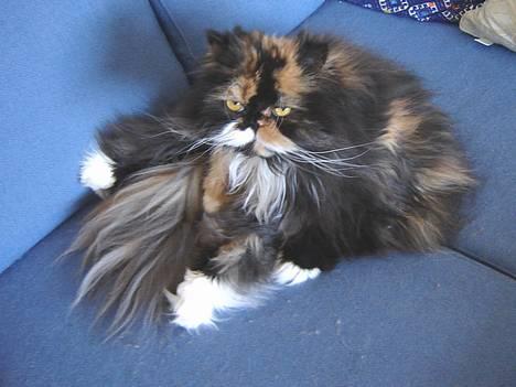 Perser Emma *Død* billede 8