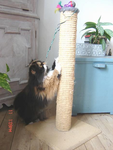 Perser Emma *Død* billede 9