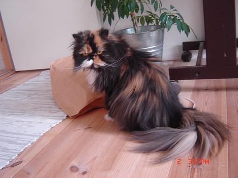 Perser Emma *Død* billede 10