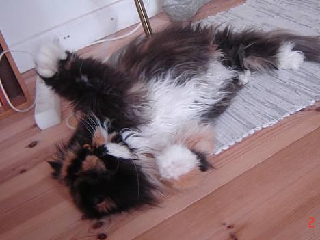 Perser Emma *Død* - og der leges videre! billede 12