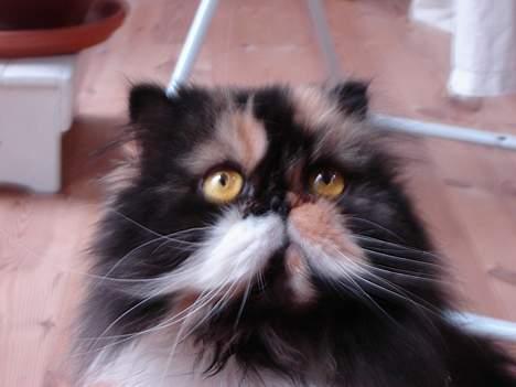 Perser Emma *Død* billede 13