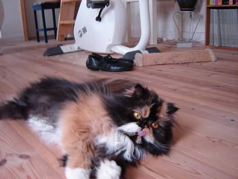 Perser Emma *Død* billede 14