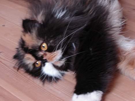 Perser Emma *Død* billede 15