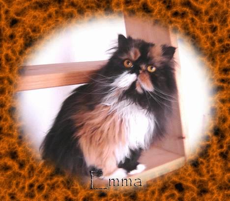 Perser Emma *Død* billede 16