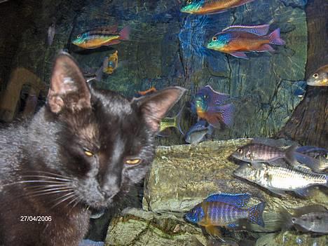 Huskat blackie - jeg holder øje med jer,o))) billede 1