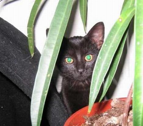 Huskat blackie - hæ hæ de finder mig aldrig...... billede 2