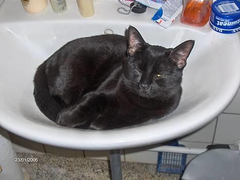 Huskat blackie - ikk flere billeder til mig, tak billede 3