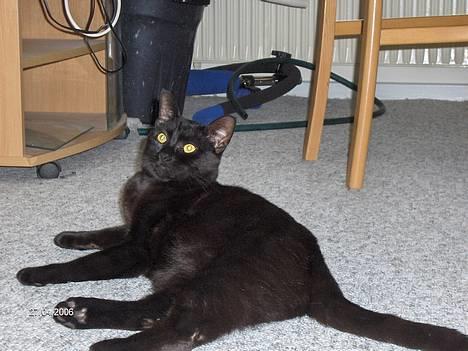 Huskat blackie - uhm her er hygge  billede 4