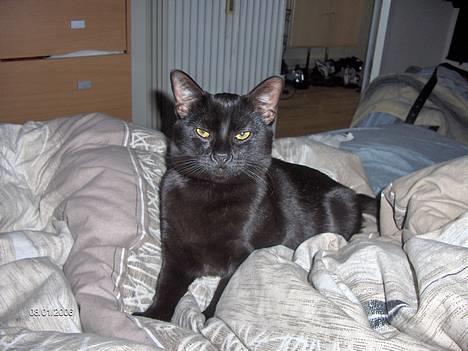 Huskat blackie - de er bare SÅÅ spændende de fisk billede 5