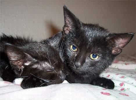 Huskat blackie - er jeg ikke bare fræk eller hva ;o))) billede 6