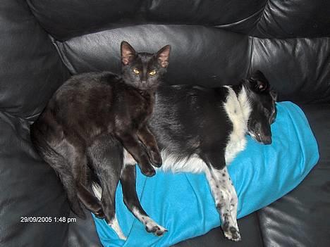 Huskat blackie - intet er som en god pude-og en god ven ;o) billede 8