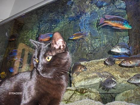 Huskat blackie - ahhrr tager lige en slappert billede 9