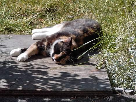 Blanding af racer Mille - aaahhh...flader liii ud.! billede 10