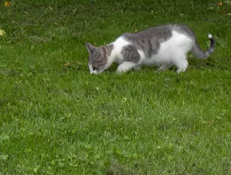 Huskat Bamse Død d. 8/5-08 :-( - Nogen der har tisset her??  billede 5