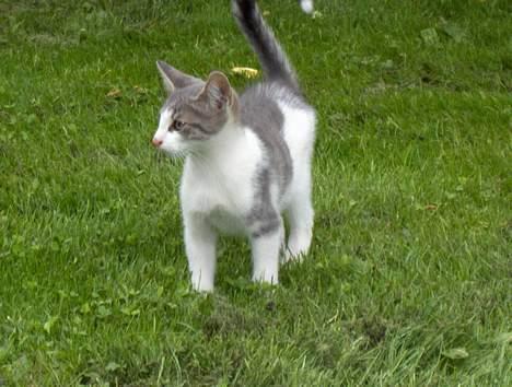 Huskat Bamse Død d. 8/5-08 :-( billede 6