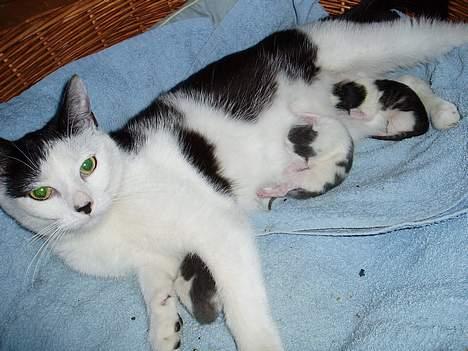 Huskat Pjævse død d. 25/7-08 - Stolte mor billede 6