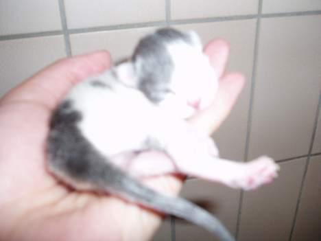 Huskat Plet - 1 dag gammel billede 5