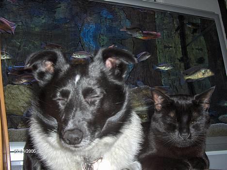 Huskat blackie - ihh dejligt ligger trykt i mors arm..  billede 10