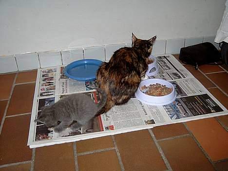 Blanding af racer Fister - Min missemor og min dejlige bror Puzz som også er til at finde herinde... billede 16