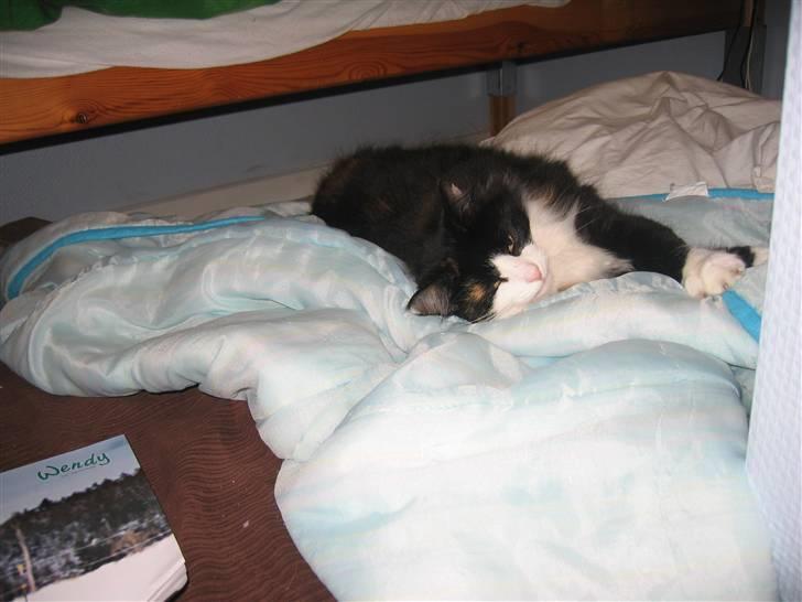 Norsk Skovkat Sisse billede 1