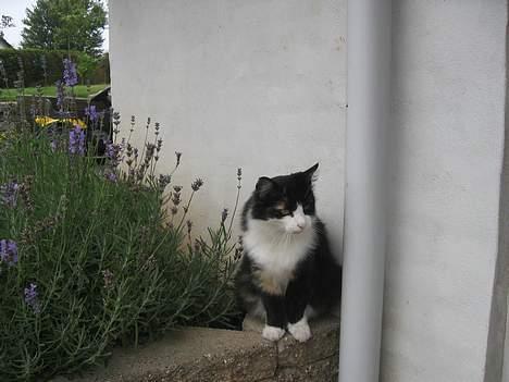 Norsk Skovkat Sisse billede 2