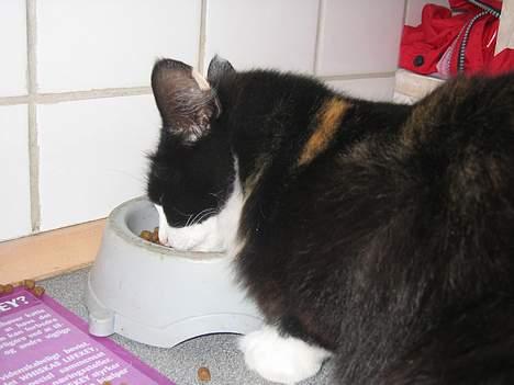 Norsk Skovkat Sisse billede 3