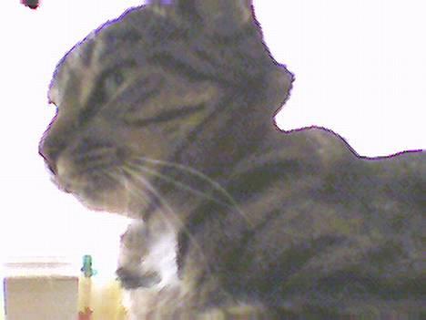 Blanding af racer Muffe - Muffe som en statue-lignende-ting billede 9