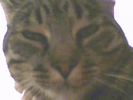 Blanding af racer Muffe - Muffes closeup billede 10