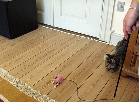 Blanding af racer Muffe - Muffe i leg billede 11