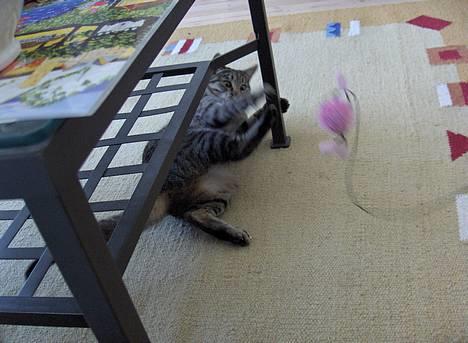 Blanding af racer Muffe - Muffe i leg billede 12