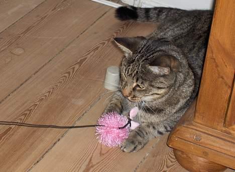 Blanding af racer Muffe - Muffe i leg igen billede 13