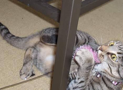 Blanding af racer Muffe - Og igen billede 14