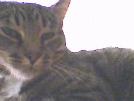 Blanding af racer Muffe - Muffe som den lille fine dame, hun nu engang er billede 15