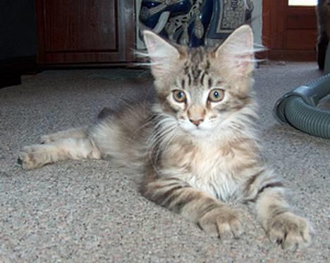 Maine Coon Alfa † - Jeg er da for lækker! billede 1