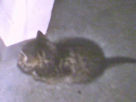 Blanding af racer Muffe - Lille fine Muffe billede 16