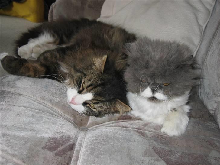 Perser Alexander(Xander) billede 2