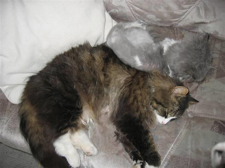 Perser Alexander(Xander) billede 3