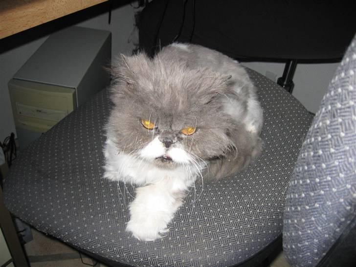 Perser Alexander(Xander) billede 5